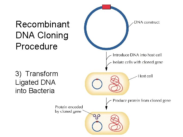 Recombinant DNA Cloning Procedure 3) Transform Ligated DNA into Bacteria 