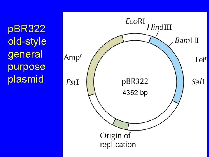p. BR 322 old-style general purpose plasmid 4362 bp 