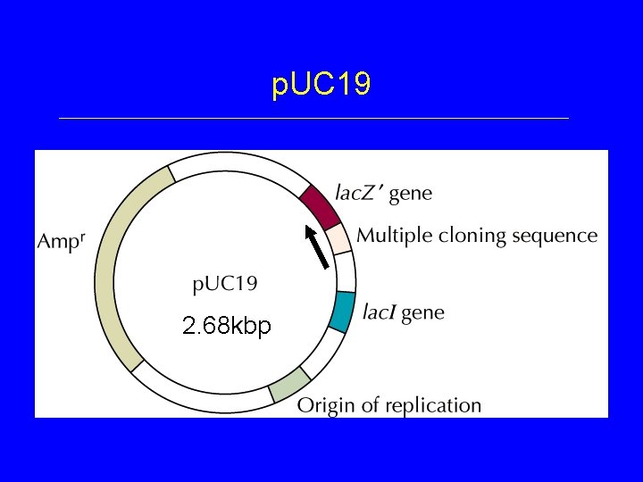 p. UC 19 2. 68 kbp 