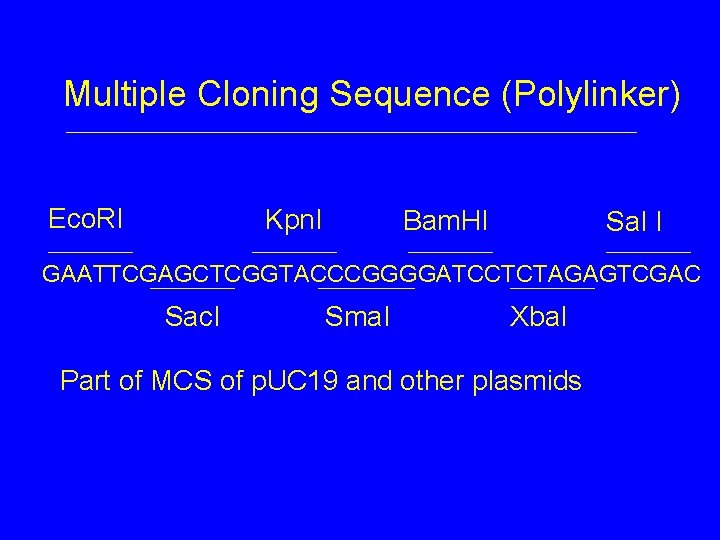Multiple Cloning Sequence (Polylinker) Eco. RI Kpn. I Bam. HI Sal I GAATTCGAGCTCGGTACCCGGGGATCCTCTAGAGTCGAC Sac.