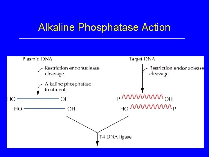 Alkaline Phosphatase Action 