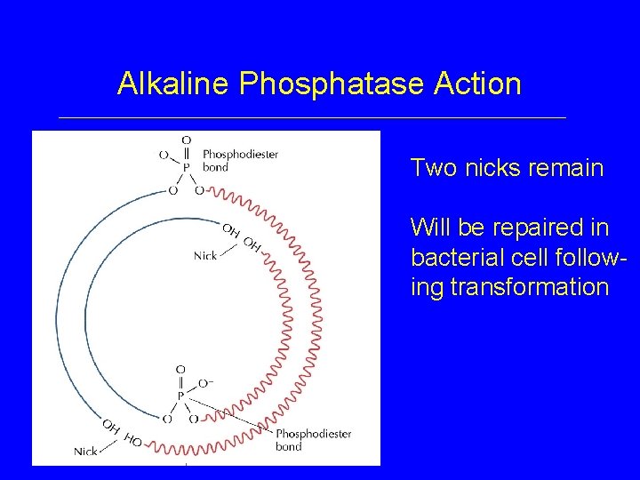 Alkaline Phosphatase Action Two nicks remain Will be repaired in bacterial cell following transformation