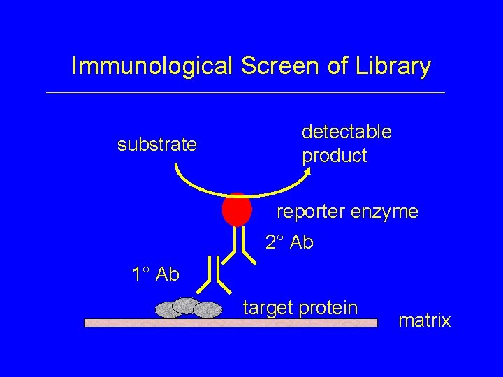 Immunological Screen of Library substrate detectable product reporter enzyme 2° Ab 1° Ab target
