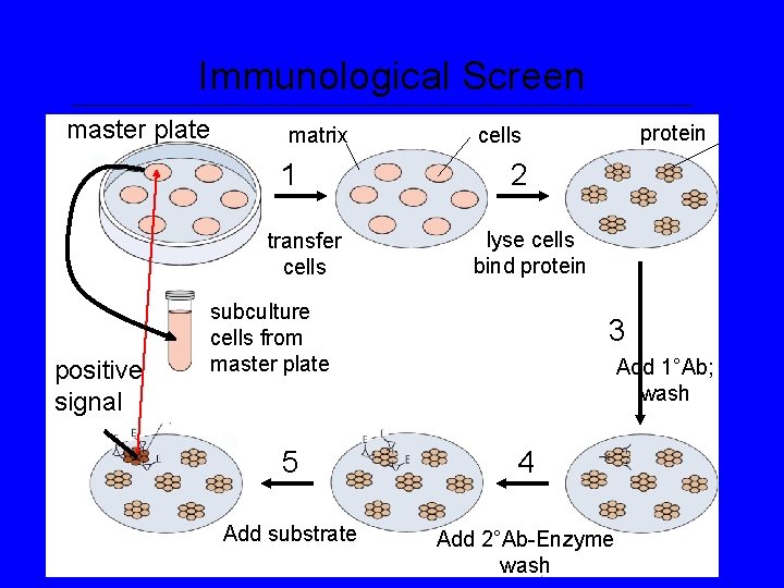 Immunological Screen master plate matrix 1 transfer cells positive signal protein cells 2 lyse