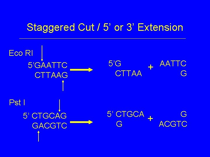Staggered Cut / 5’ or 3’ Extension Eco RI 5’GAATTC CTTAAG 5’G CTTAA +