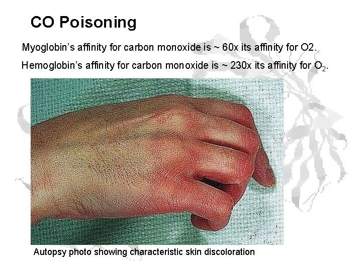 CO Poisoning Myoglobin’s affinity for carbon monoxide is ~ 60 x its affinity for