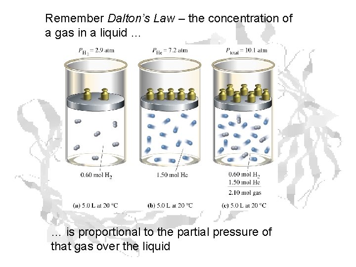 Remember Dalton’s Law – the concentration of a gas in a liquid … … Remember Dalton’s Law – the concentration of a gas in a liquid … …