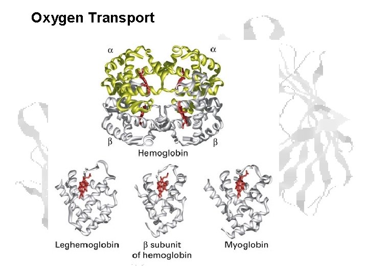 Oxygen Transport Oxygen Transport