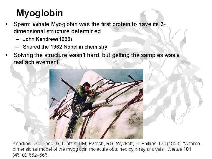 Myoglobin • Sperm Whale Myoglobin was the first protein to have its 3 dimensional