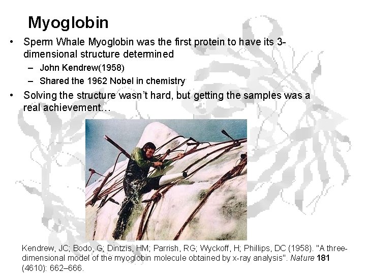 Myoglobin • Sperm Whale Myoglobin was the first protein to have its 3 dimensional Myoglobin • Sperm Whale Myoglobin was the first protein to have its 3 dimensional