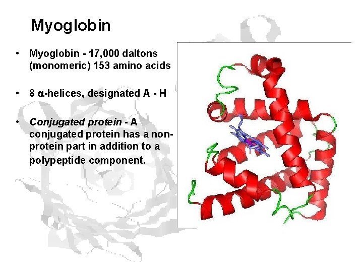 Myoglobin • Myoglobin - 17, 000 daltons (monomeric) 153 amino acids • 8 -helices,