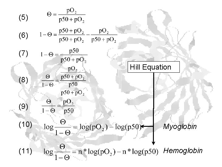(5) (6) (7) Hill Equation (8) (9) (10) Myoglobin (11) Hemoglobin 