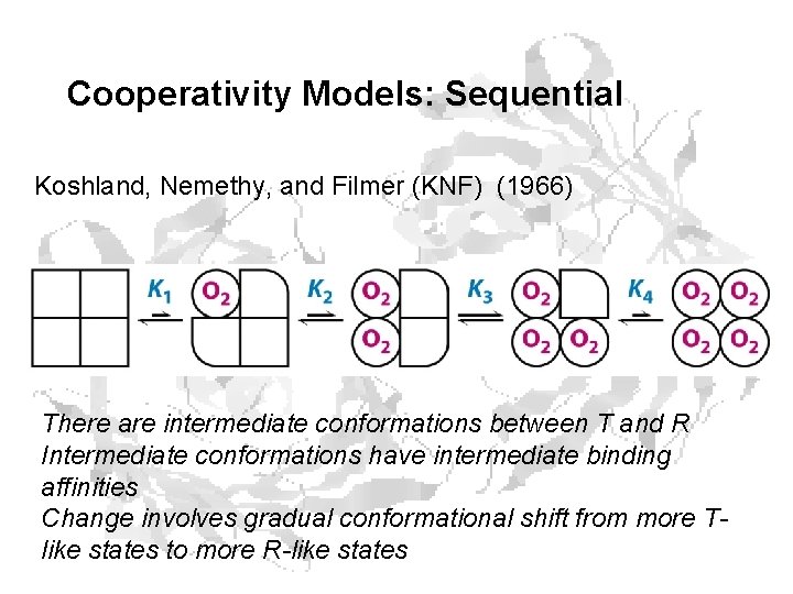 Cooperativity Models: Sequential Koshland, Nemethy, and Filmer (KNF) (1966) There are intermediate conformations between