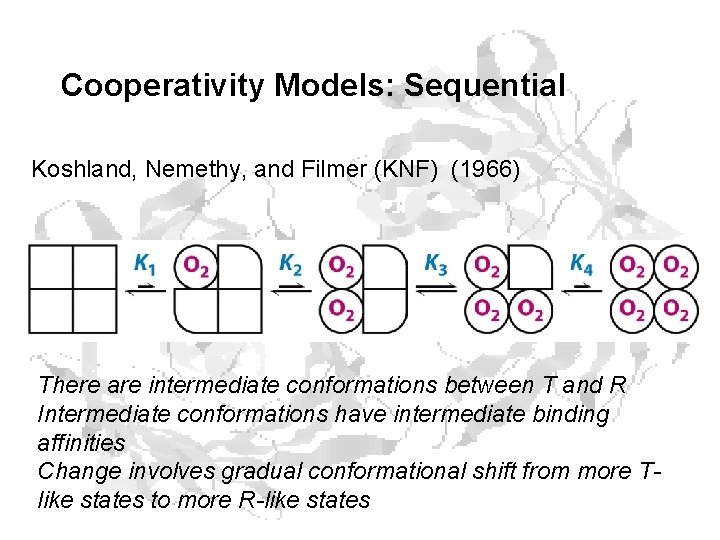 Cooperativity Models: Sequential Koshland, Nemethy, and Filmer (KNF) (1966) There are intermediate conformations between Cooperativity Models: Sequential Koshland, Nemethy, and Filmer (KNF) (1966) There are intermediate conformations between