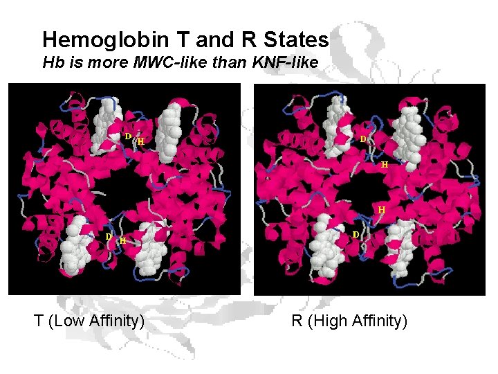 Hemoglobin T and R States Hb is more MWC-like than KNF-like T (Low Affinity)