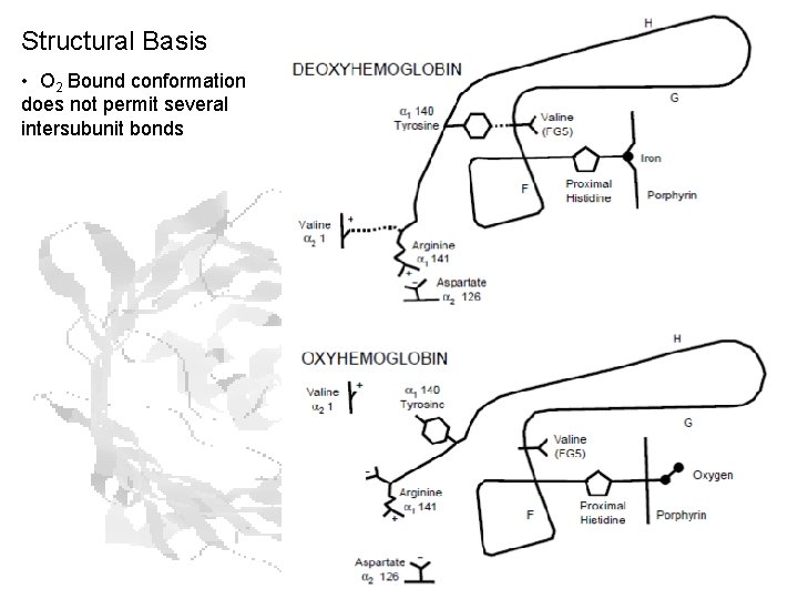 Structural Basis • O 2 Bound conformation does not permit several intersubunit bonds Structural Basis • O 2 Bound conformation does not permit several intersubunit bonds