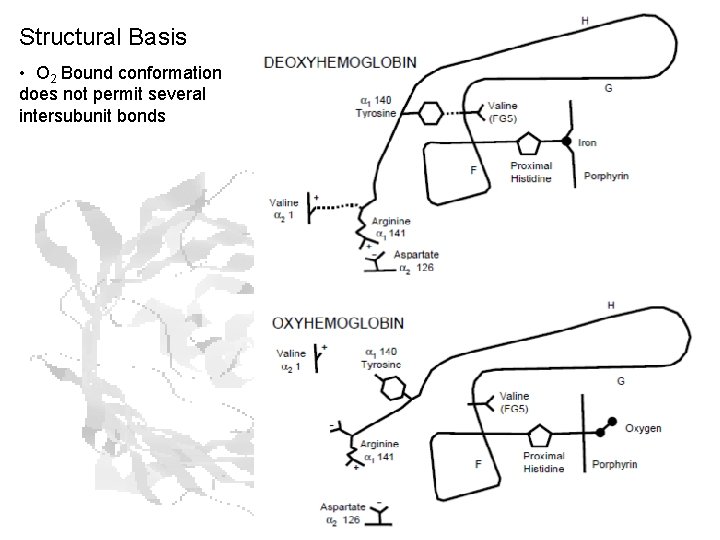 Structural Basis • O 2 Bound conformation does not permit several intersubunit bonds 