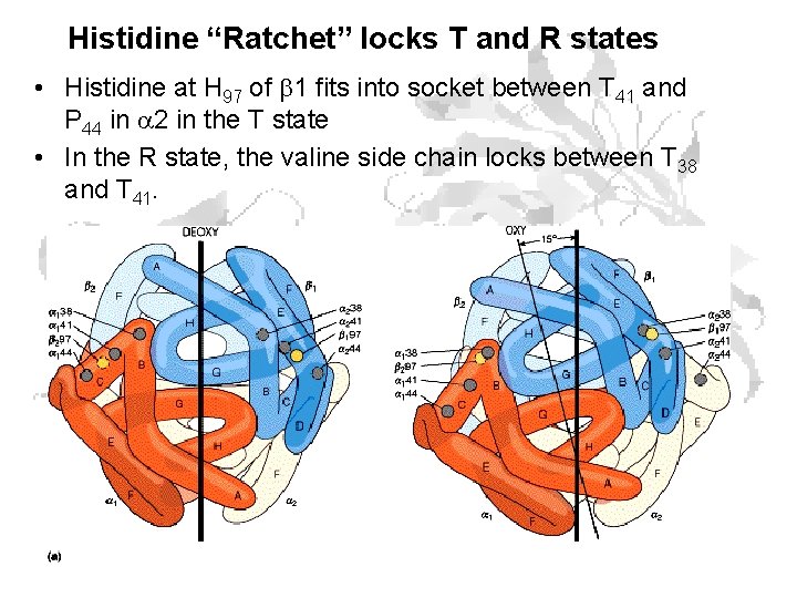 Histidine “Ratchet” locks T and R states • Histidine at H 97 of 1