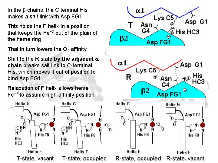 In the chains, the C teminal His makes a salt link with Asp FG In the chains, the C teminal His makes a salt link with Asp FG