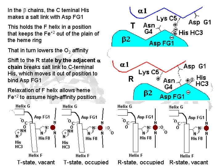 In the chains, the C teminal His makes a salt link with Asp FG