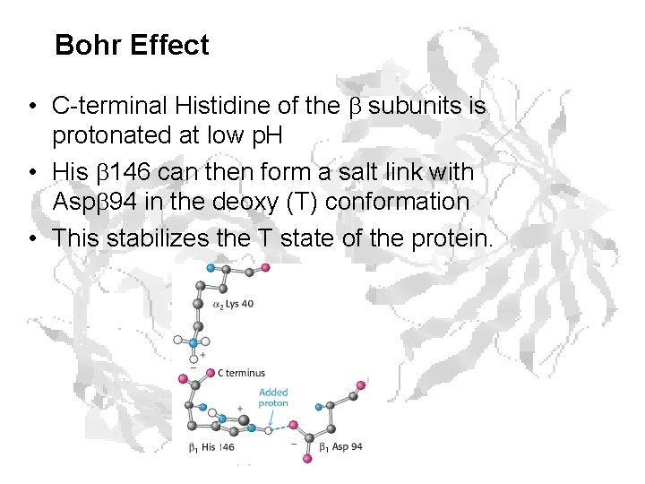 Bohr Effect • C-terminal Histidine of the subunits is protonated at low p. H Bohr Effect • C-terminal Histidine of the subunits is protonated at low p. H