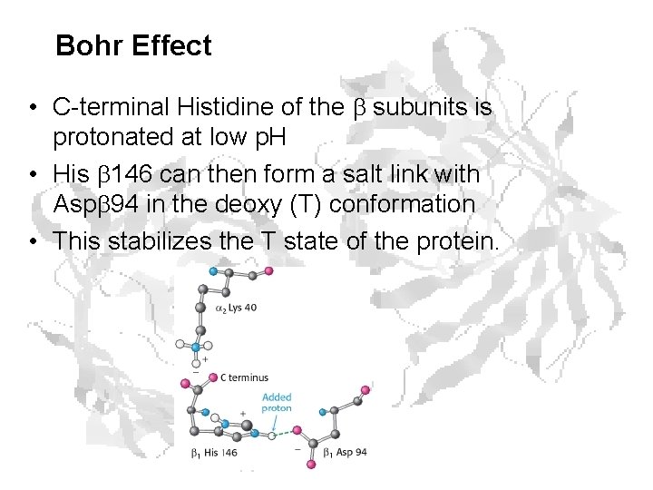 Bohr Effect • C-terminal Histidine of the subunits is protonated at low p. H