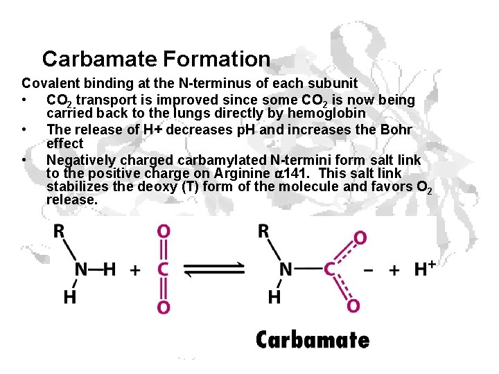 Carbamate Formation Covalent binding at the N-terminus of each subunit • CO 2 transport