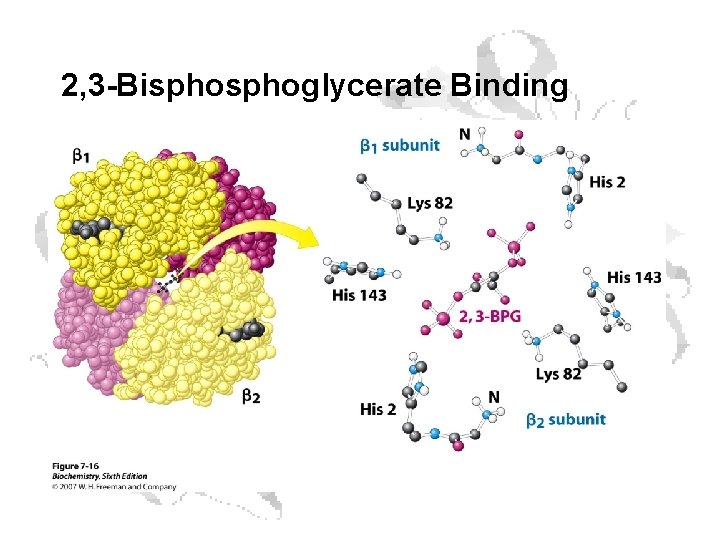 2, 3 -Bisphoglycerate Binding 2, 3 -Bisphoglycerate Binding