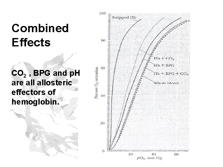 Combined Effects CO 2 , BPG and p. H are allosteric effectors of hemoglobin. Combined Effects CO 2 , BPG and p. H are allosteric effectors of hemoglobin.