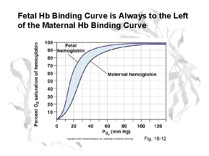 Fetal Hb Binding Curve is Always to the Left of the Maternal Hb Binding Fetal Hb Binding Curve is Always to the Left of the Maternal Hb Binding