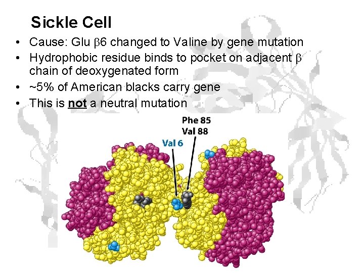 Sickle Cell • Cause: Glu 6 changed to Valine by gene mutation • Hydrophobic