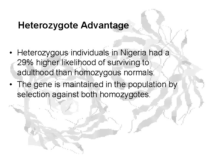 Heterozygote Advantage • Heterozygous individuals in Nigeria had a 29% higher likelihood of surviving