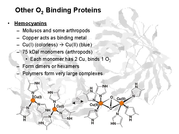 Other O 2 Binding Proteins • Hemocyanins – Molluscs and some arthropods – Copper