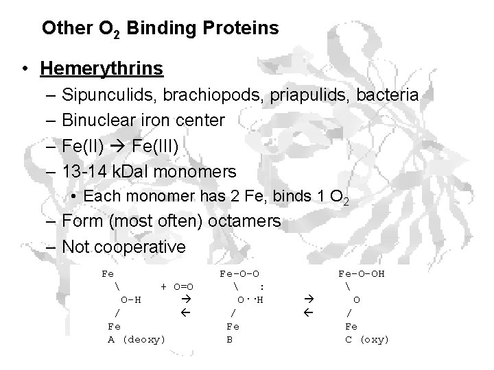 Other O 2 Binding Proteins • Hemerythrins – Sipunculids, brachiopods, priapulids, bacteria – Binuclear