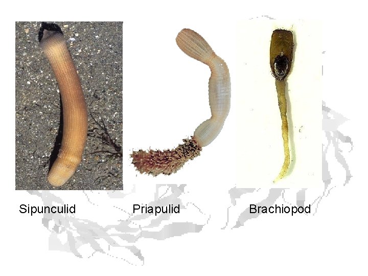 Sipunculid Priapulid Brachiopod Sipunculid Priapulid Brachiopod