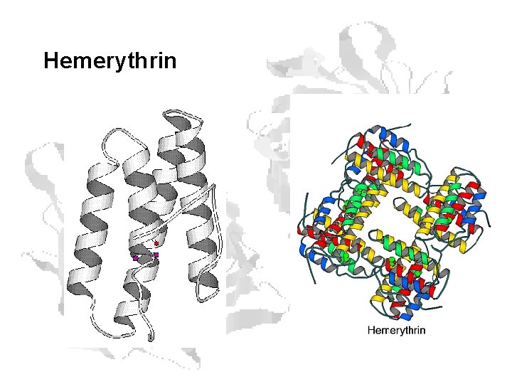 Hemerythrin Hemerythrin