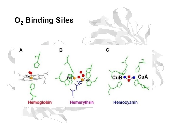 O 2 Binding Sites 