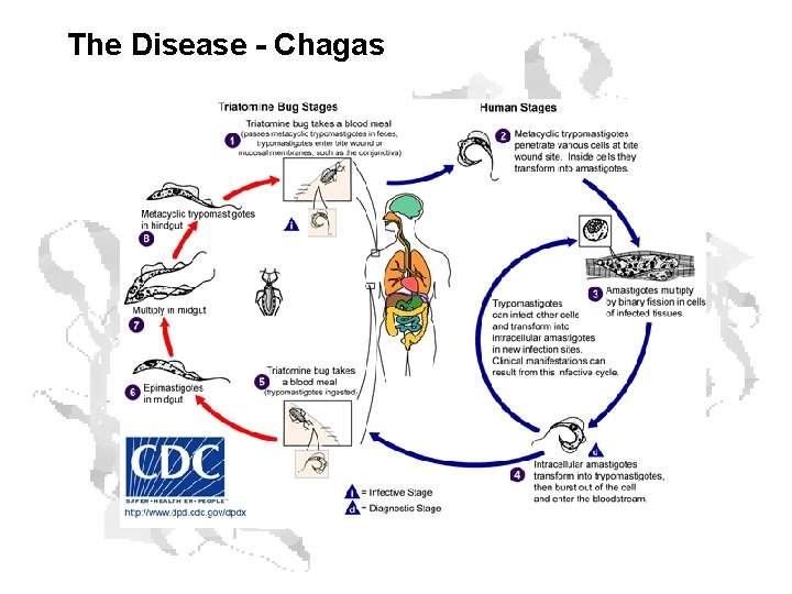 The Disease - Chagas The Disease - Chagas