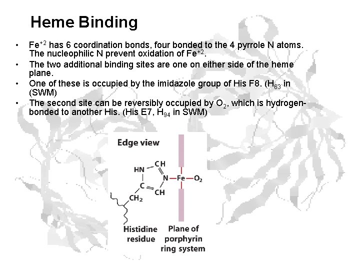 Heme Binding • • Fe+2 has 6 coordination bonds, four bonded to the 4