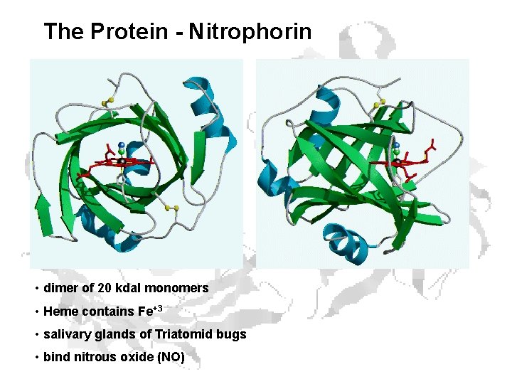 The Protein - Nitrophorin • dimer of 20 kdal monomers • Heme contains Fe+3 The Protein - Nitrophorin • dimer of 20 kdal monomers • Heme contains Fe+3