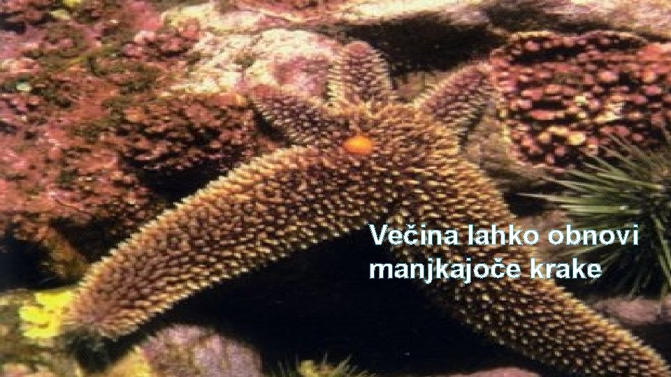 Večina lahko obnovi manjkajoče krake 