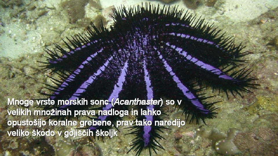 Mnoge vrste morskih sonc (Acanthaster) so v velikih množinah prava nadloga in lahko opustošijo