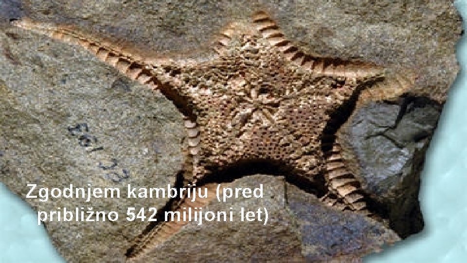 Zgodnjem kambriju (pred približno 542 milijoni let) 