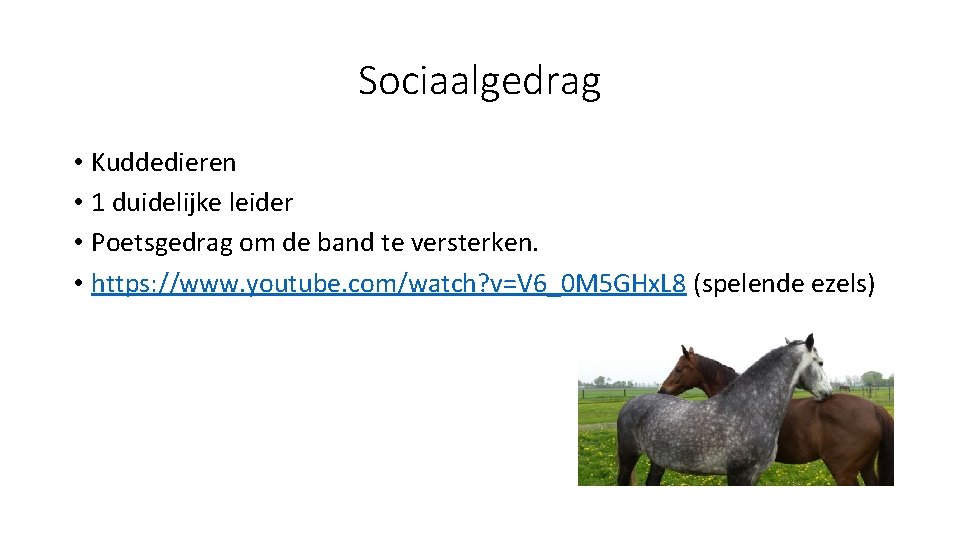 Sociaalgedrag • Kuddedieren • 1 duidelijke leider • Poetsgedrag om de band te versterken.