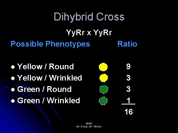 Dihybrid Cross Yy. Rr x Yy. Rr Possible Phenotypes Ratio Yellow / Round l