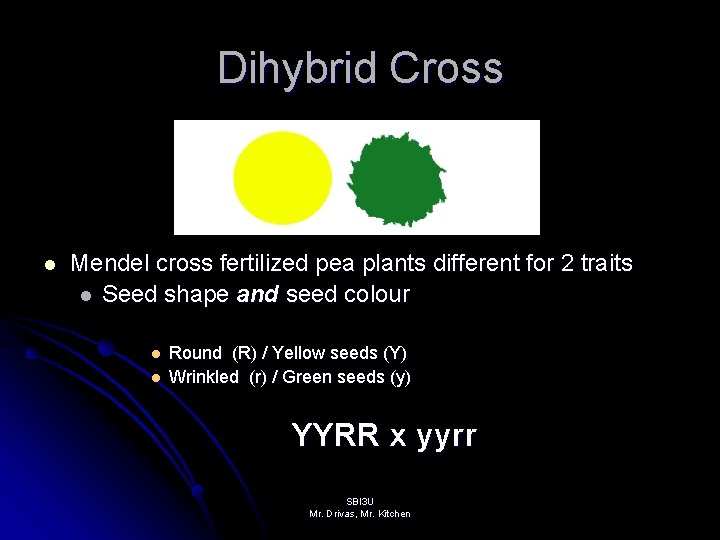 Dihybrid Cross l Mendel cross fertilized pea plants different for 2 traits l Seed