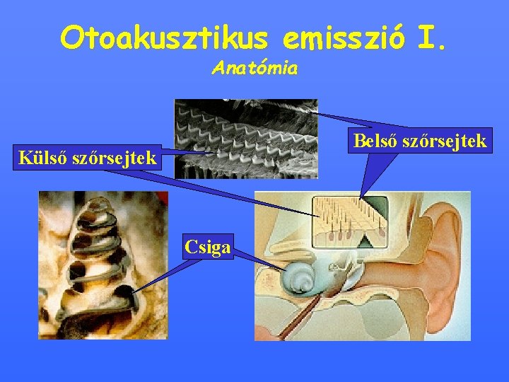 Otoakusztikus emisszió I. Anatómia Belső szőrsejtek Külső szőrsejtek Csiga csiga 