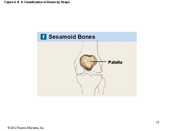 Figure 6 -1 f A Classification of Bones by Shape Sesamoid Bones Patella 15