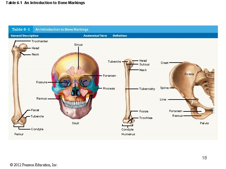 Table 6 -1 An Introduction to Bone Markings Trochanter Sinus Head Neck Head Sulcus