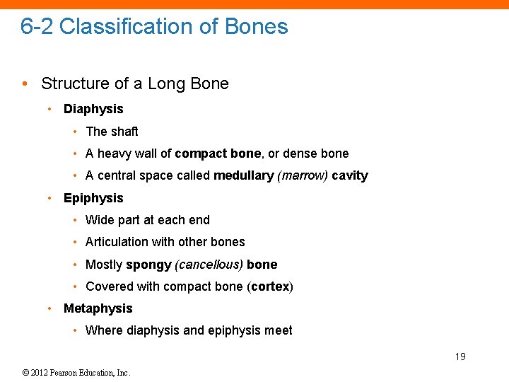 6 -2 Classification of Bones • Structure of a Long Bone • Diaphysis •